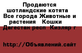 Продаются шотландские котята - Все города Животные и растения » Кошки   . Дагестан респ.,Кизляр г.